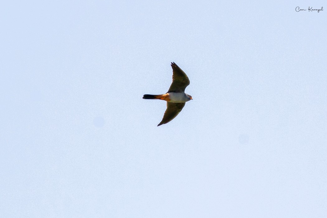 Ala Doğan