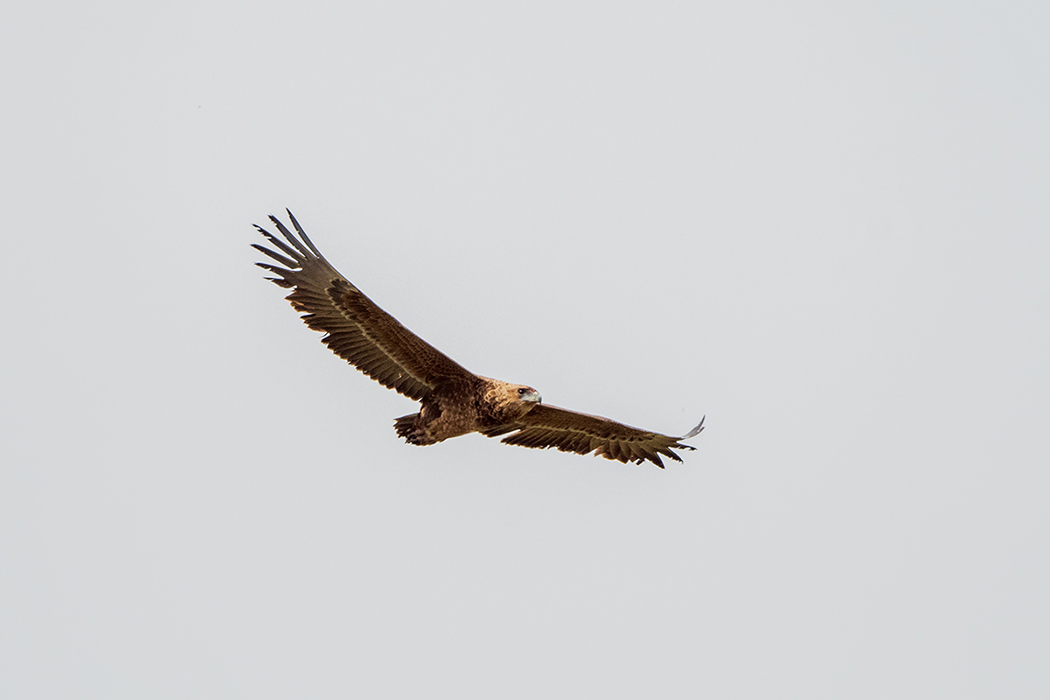 Bateleur