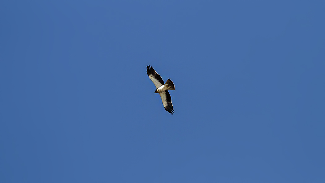 Küçük Kartal