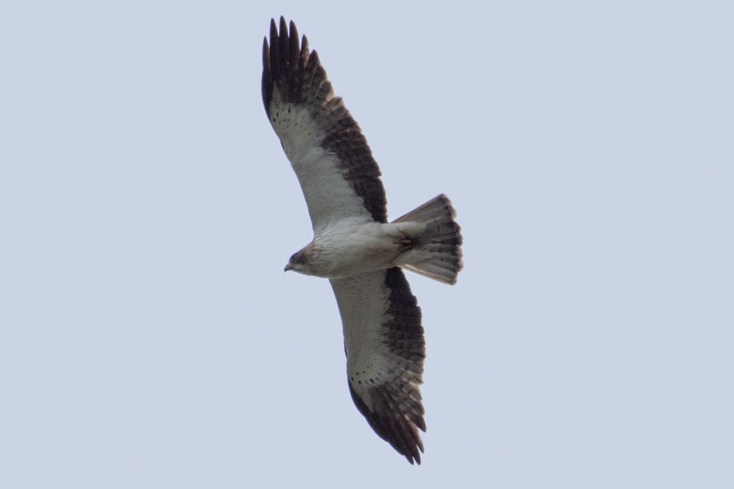 Küçük Kartal