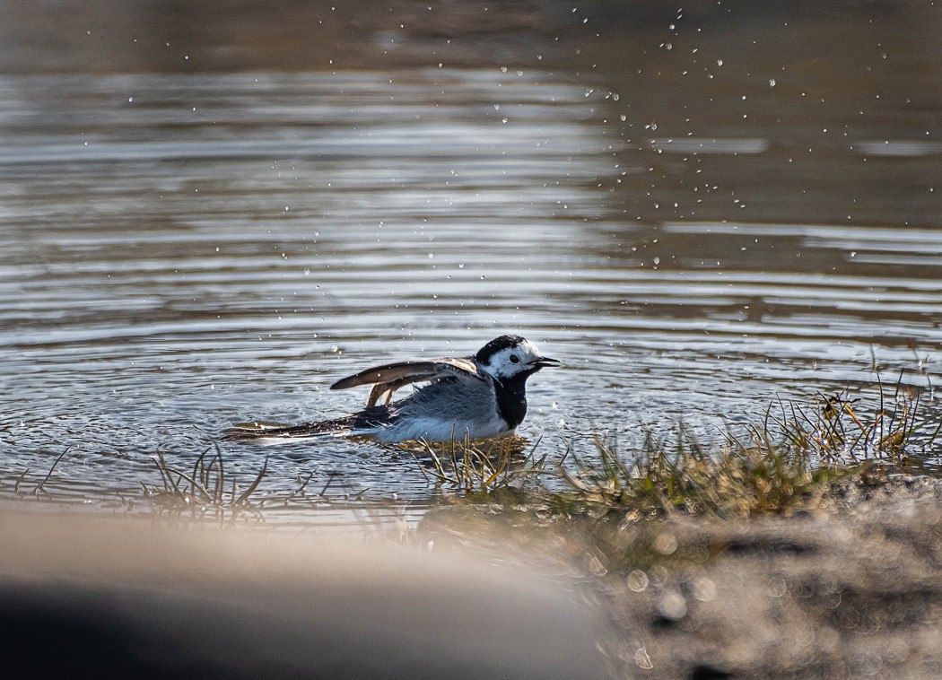 Ak Kuyruksallayan