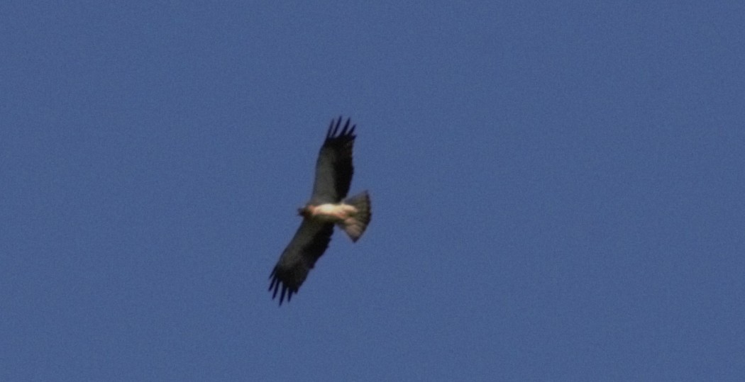 Küçük Kartal