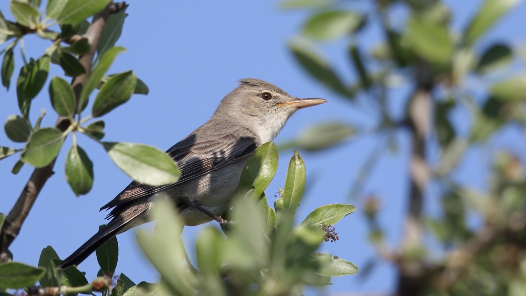 Zeytin Mukallidi