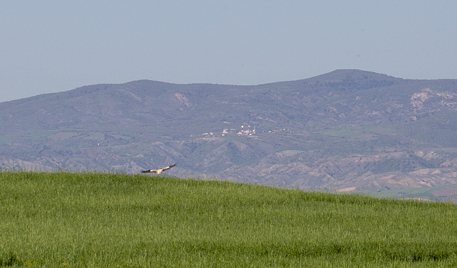 Küçük Akbaba