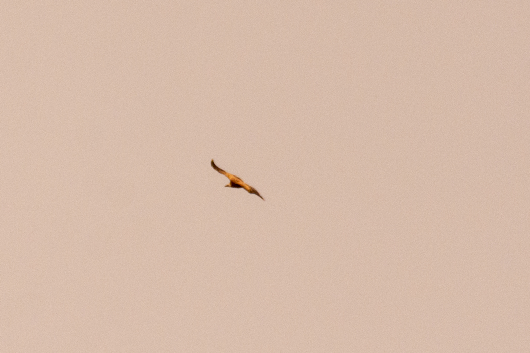 Griffon Vulture