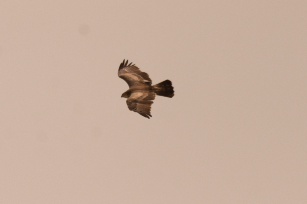 Booted Eagle