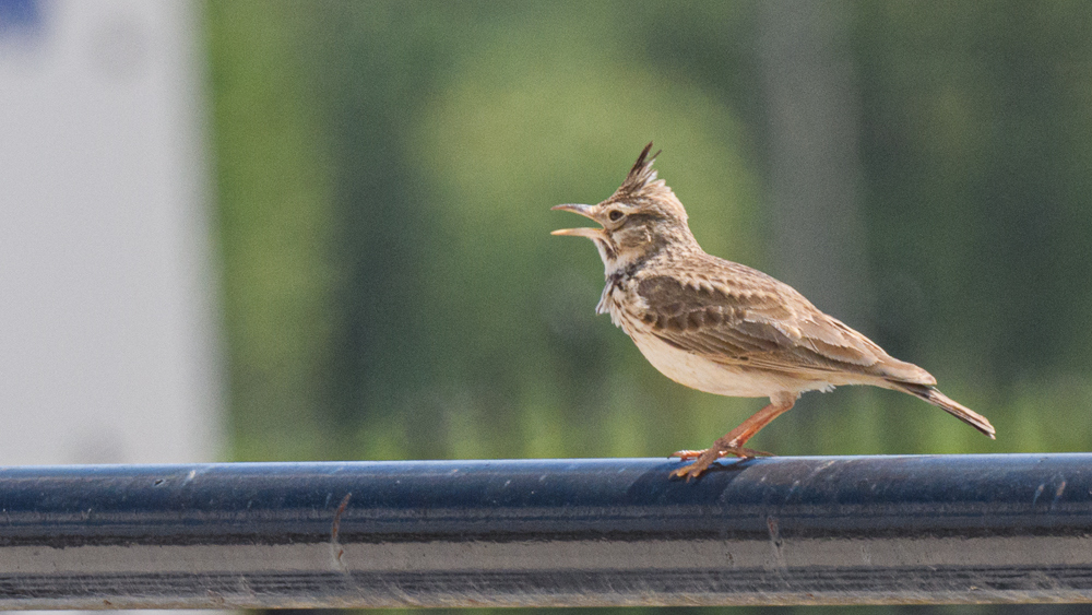 Crested Lark