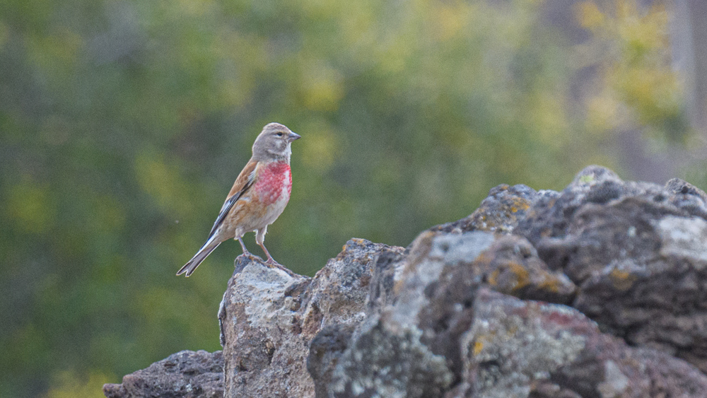 Common Linnet