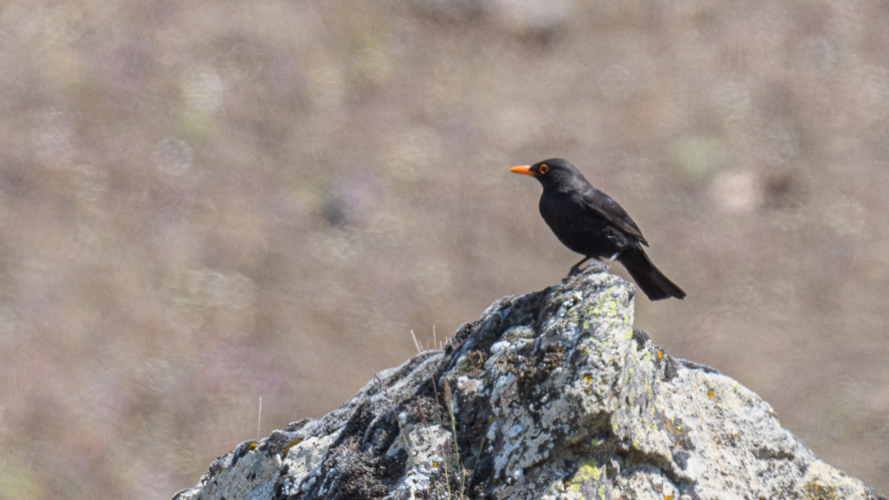 Common Blackbird