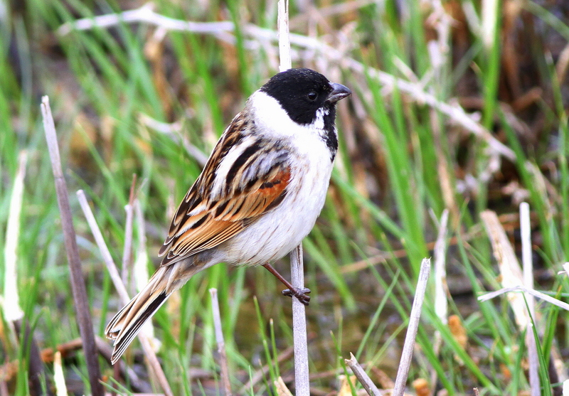 Common Reed Bunting