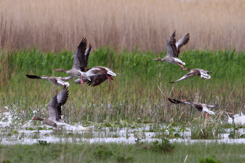 Greylag Goose