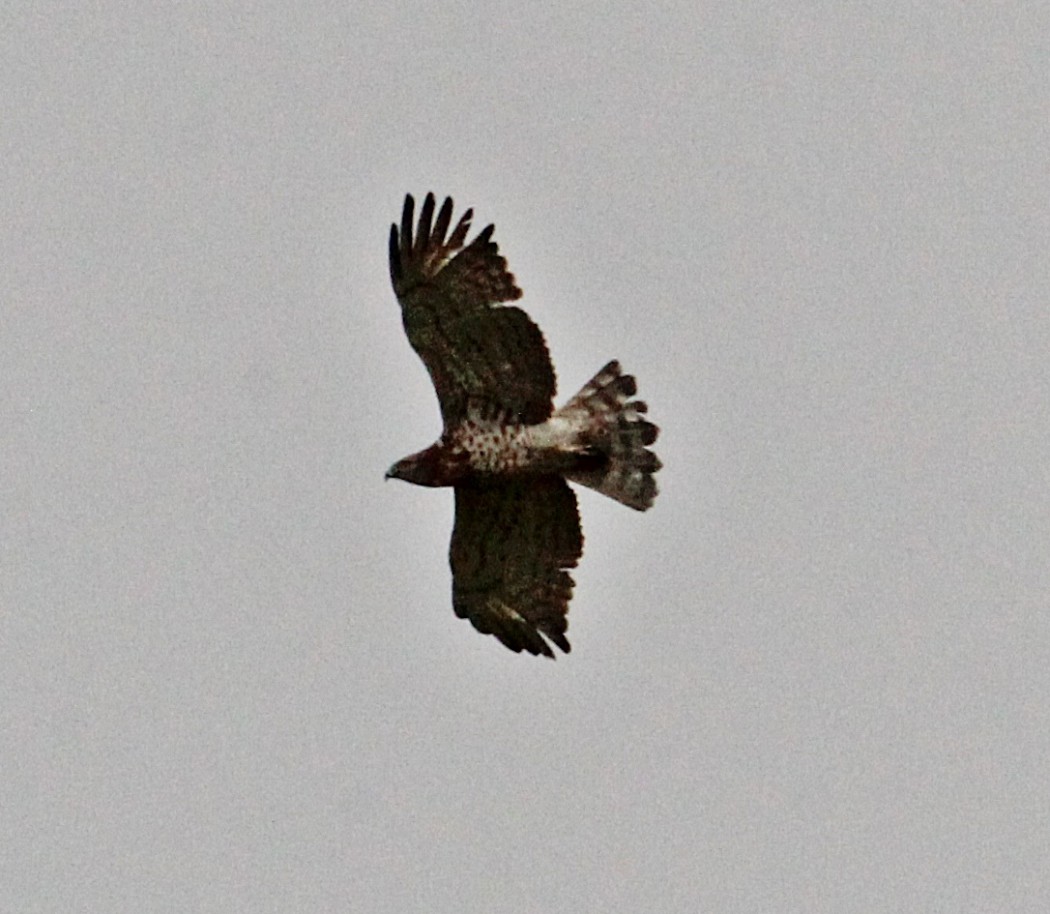 Short-toed Snake Eagle