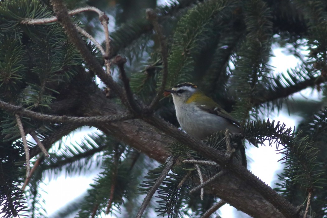 Common Firecrest