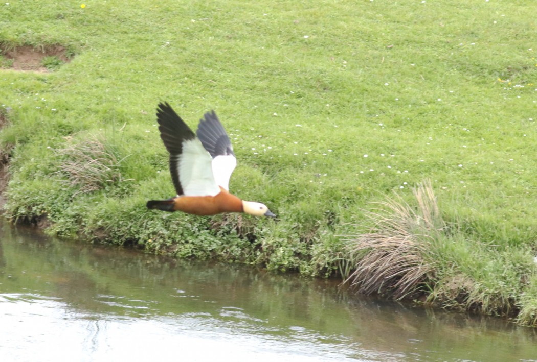 Ruddy Shelduck