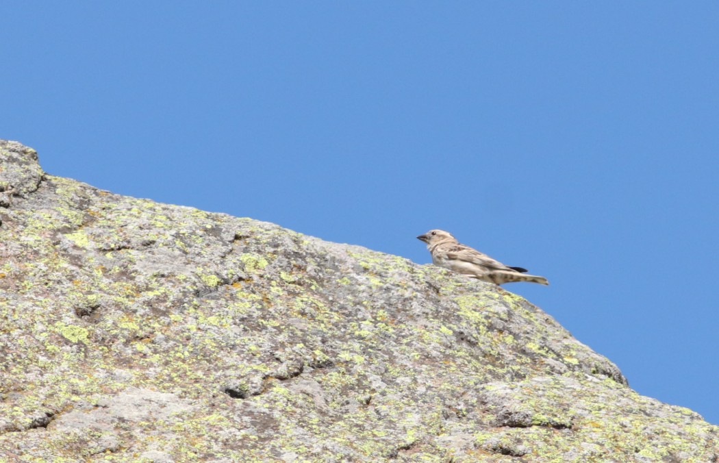 Rock Sparrow