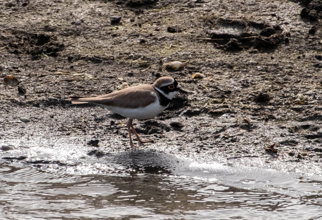 Little Ringed Plover