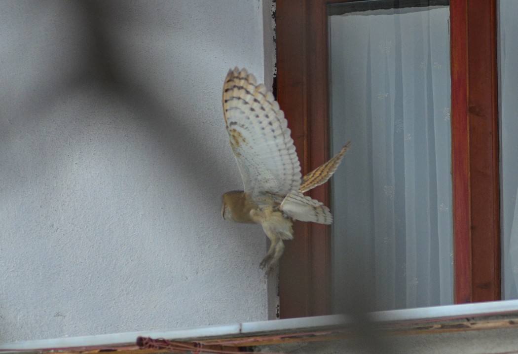 Western Barn Owl