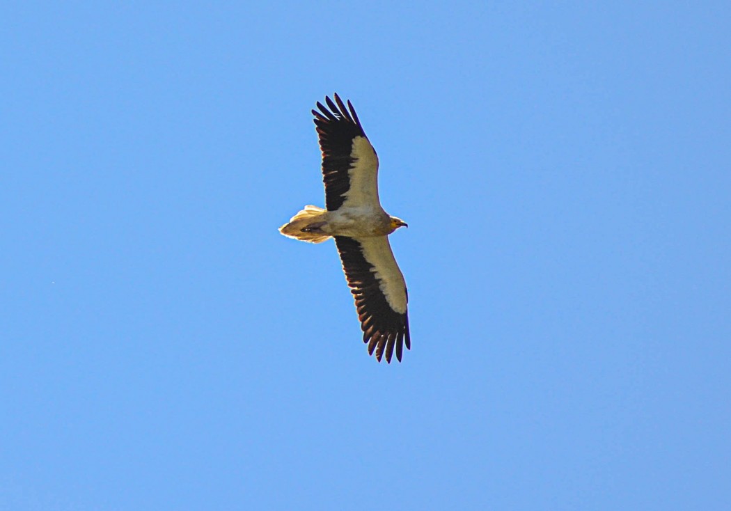 Egyptian Vulture