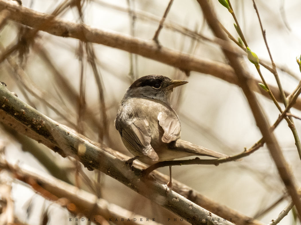 Eurasian Blackcap