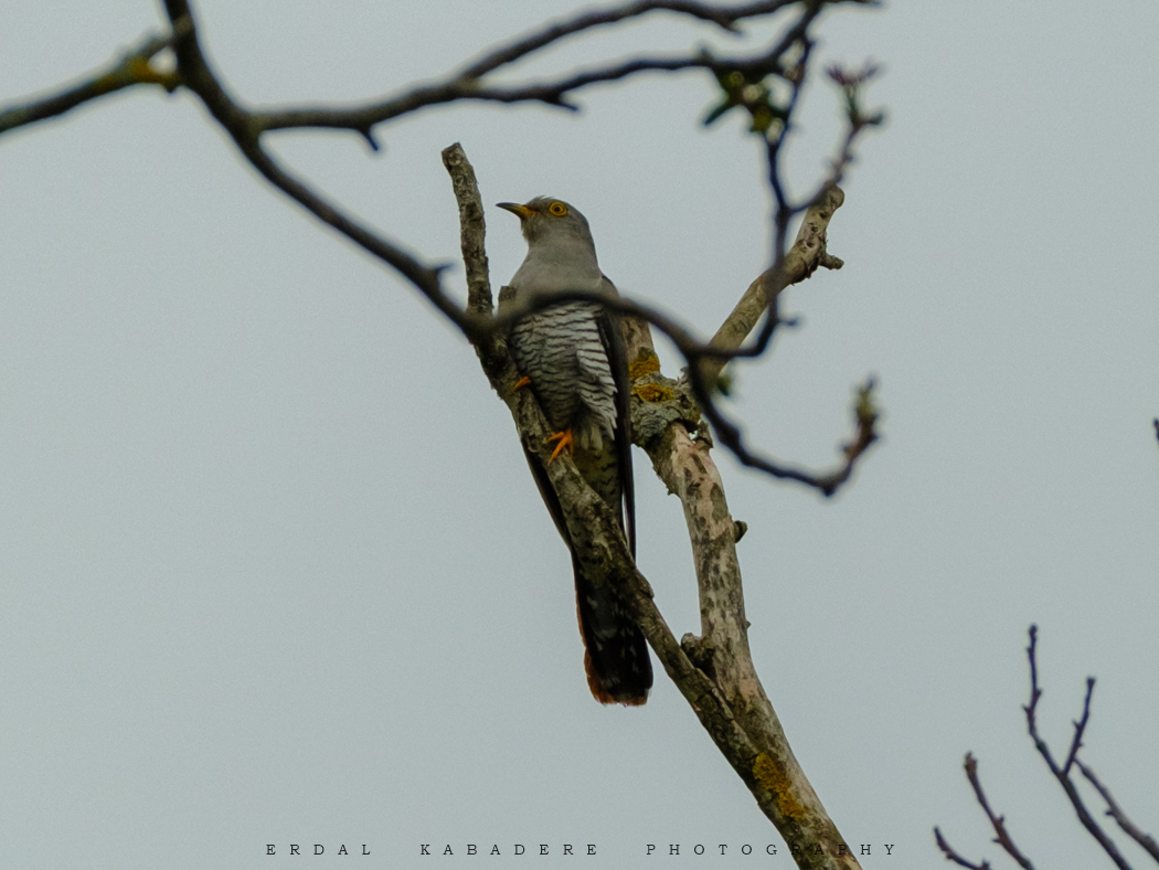 Common Cuckoo