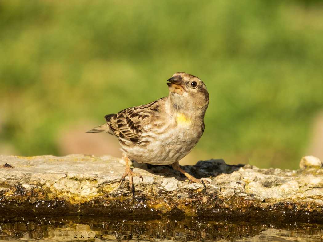 Rock Sparrow