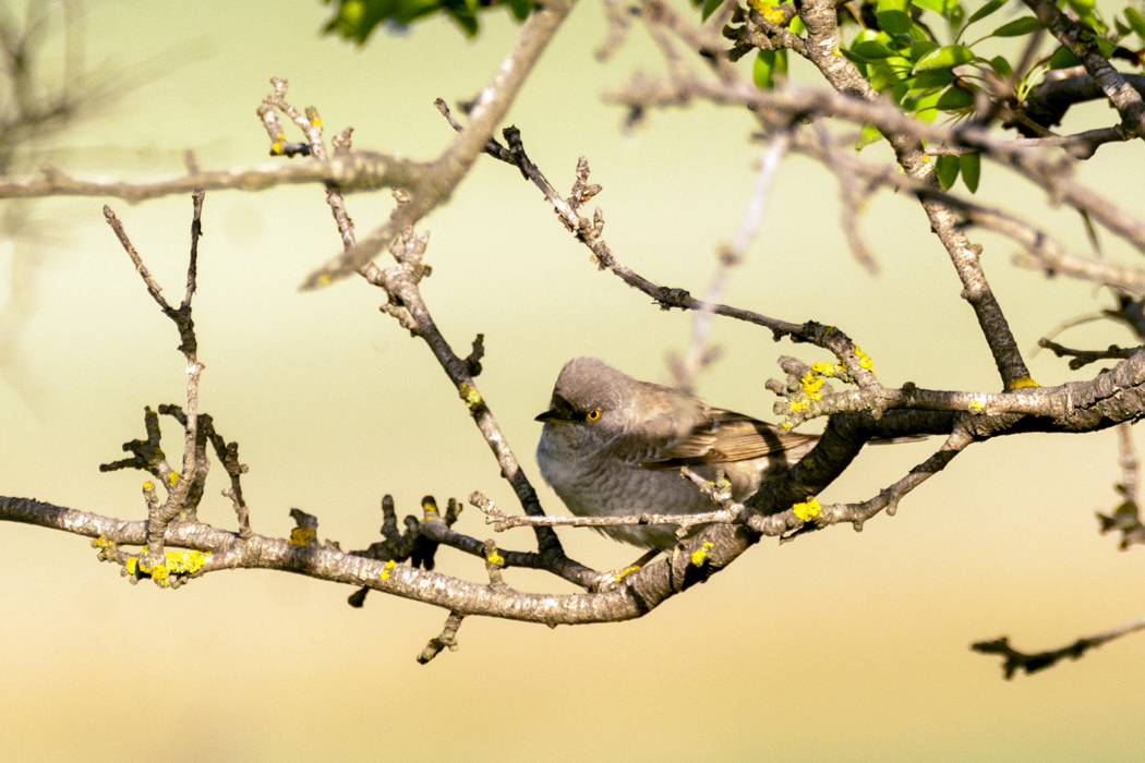 Barred Warbler