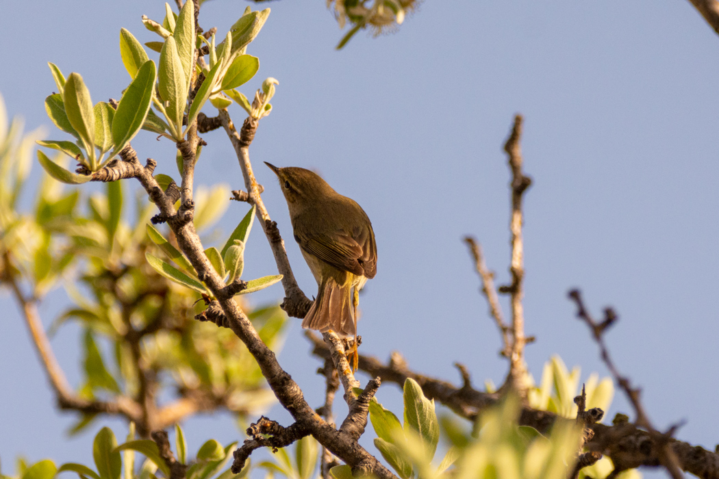 Common Chiffchaff