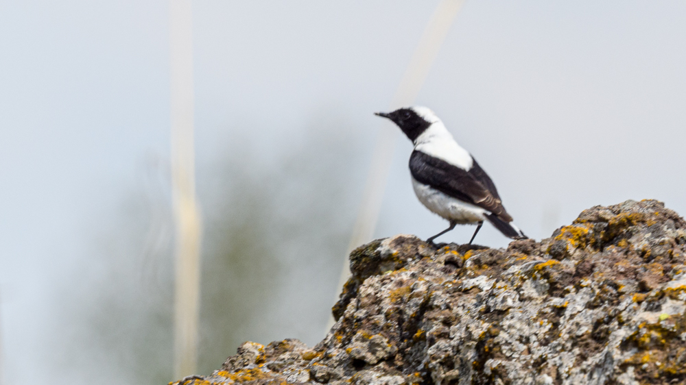 Black-eared Wheatear