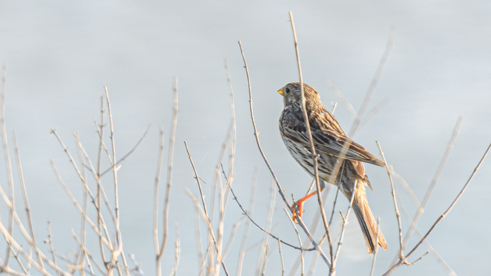 Corn Bunting