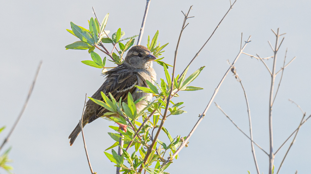 House Sparrow