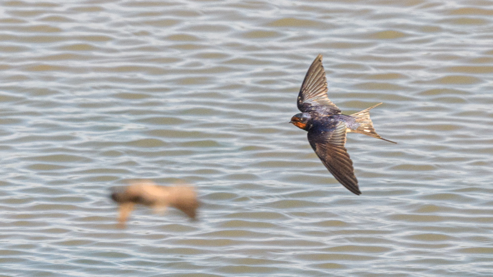 Barn Swallow