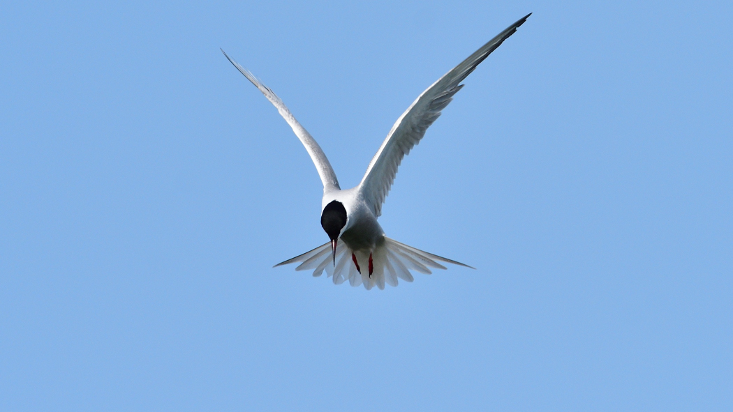 Whiskered Tern