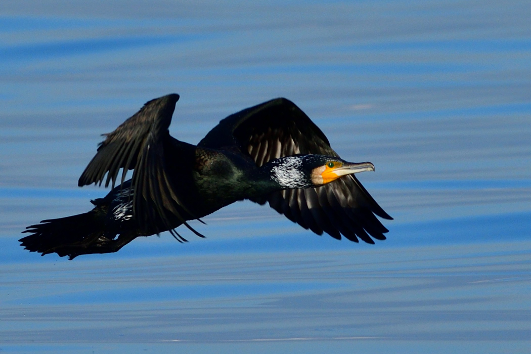 Great Cormorant