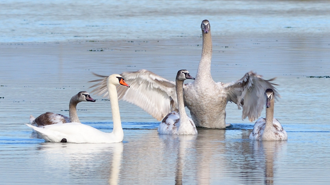Mute Swan