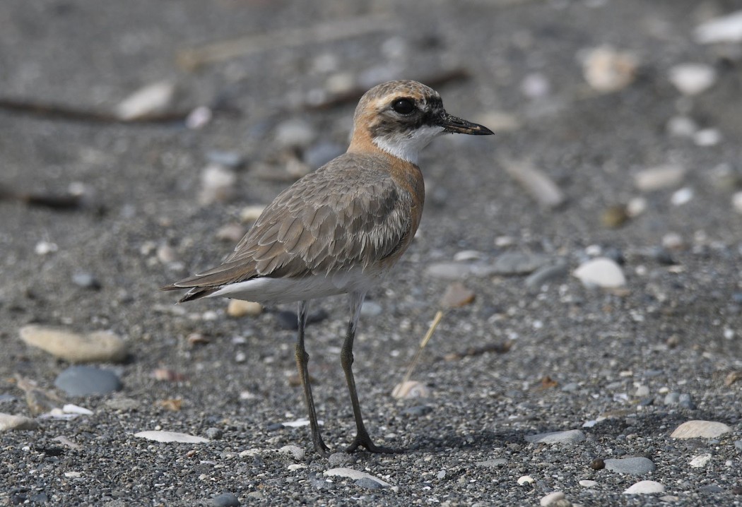 Greater Sand Plover