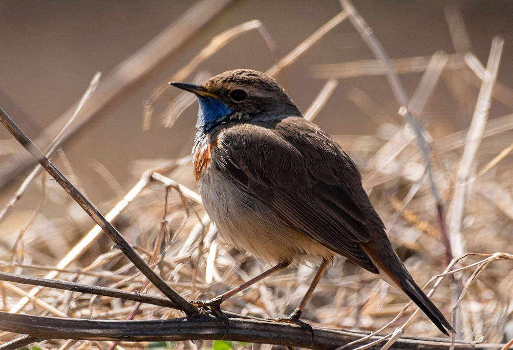 Bluethroat