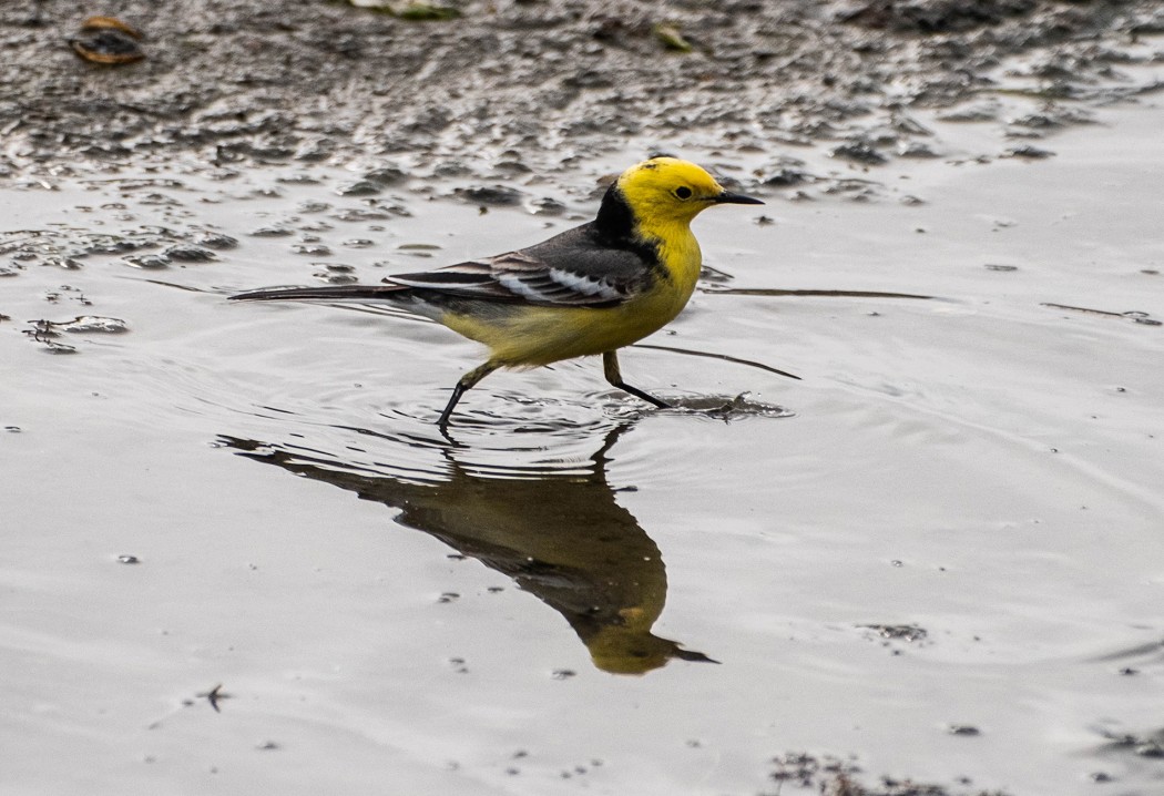 Citrine Wagtail