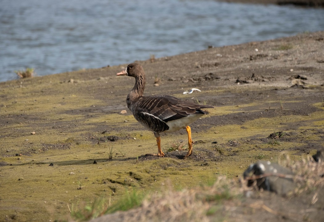 Greater White-fronted Goose