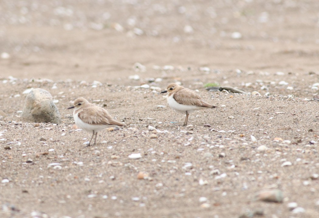 Greater Sand Plover