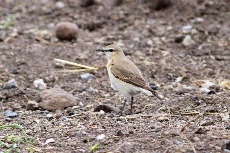 Isabelline Wheatear