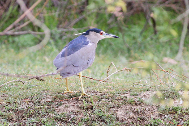 Black-crowned Night Heron