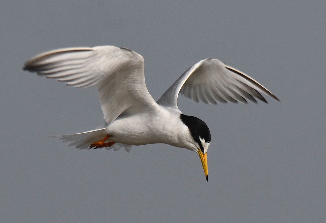 Little Tern