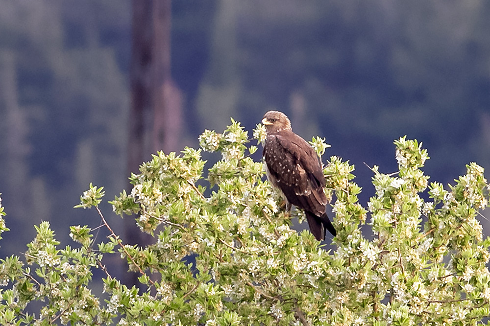 Lesser Spotted Eagle
