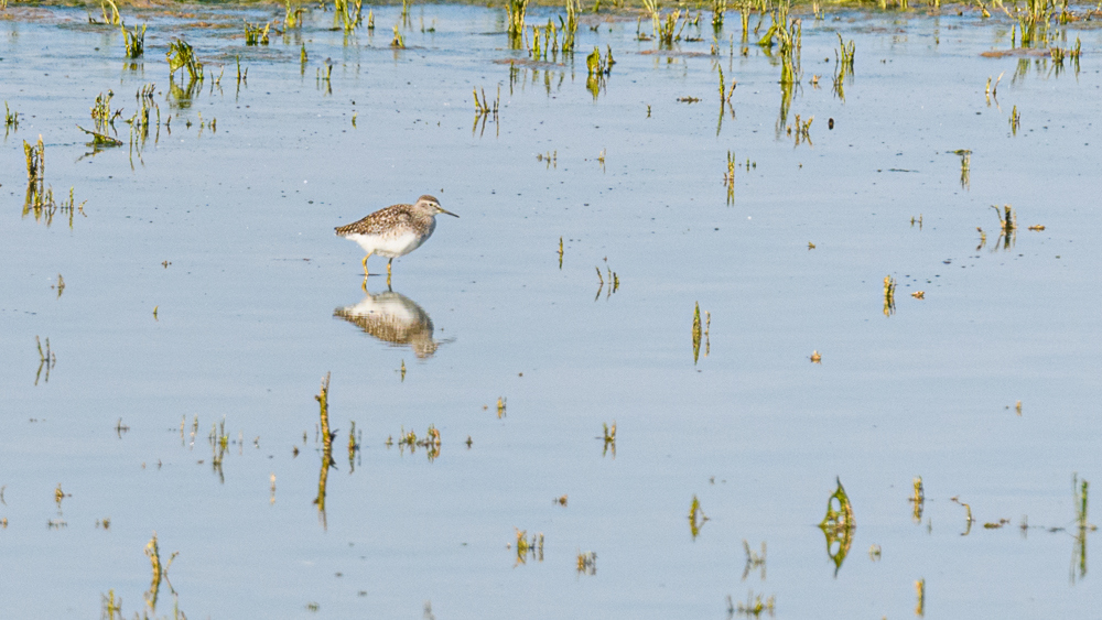 Wood Sandpiper