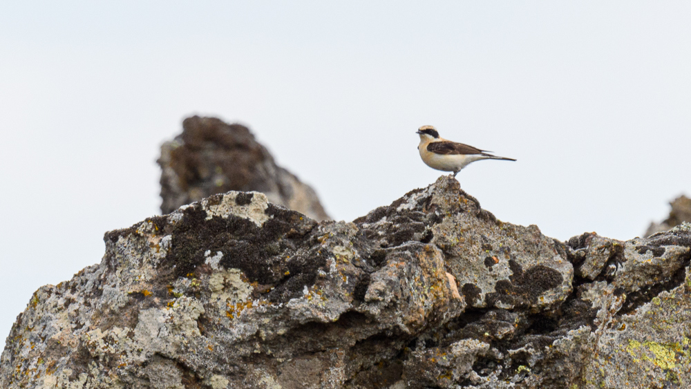 Black-eared Wheatear
