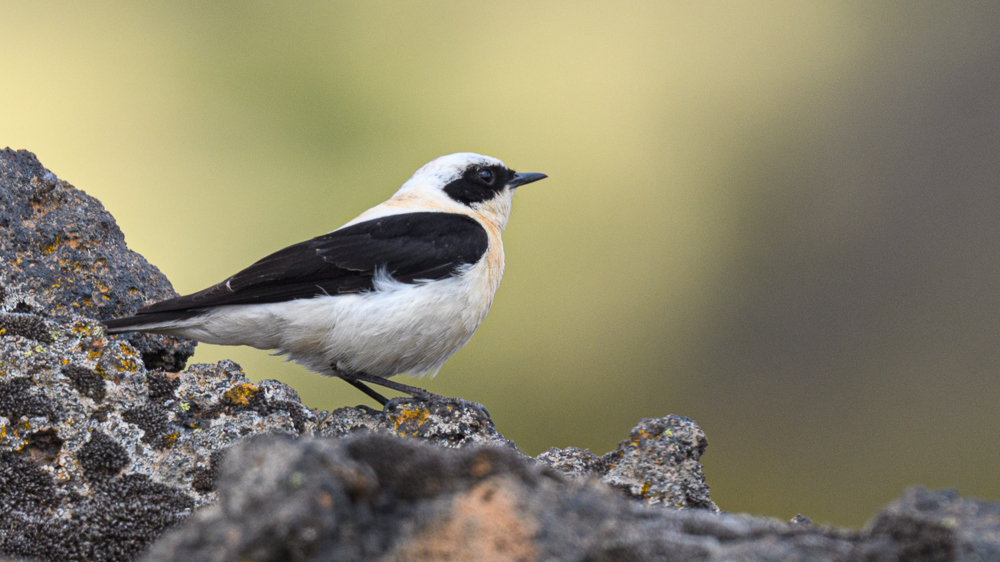 Black-eared Wheatear