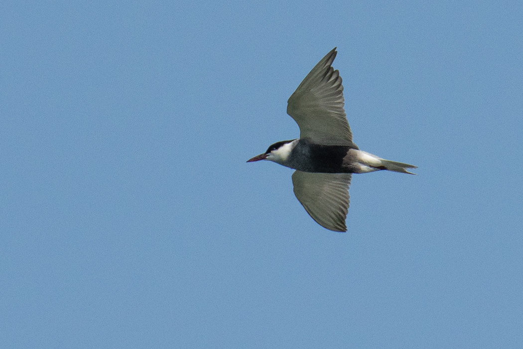 Whiskered Tern