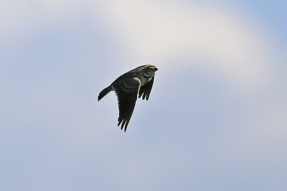 Calandra Lark