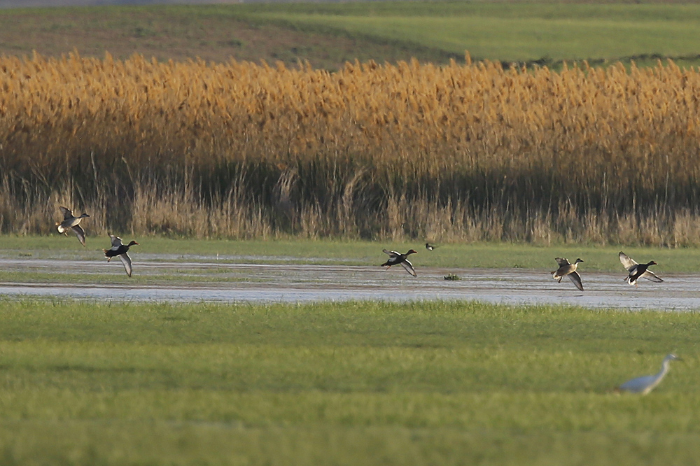 Red-crested Pochard