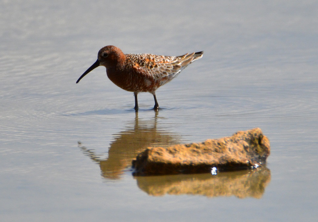 Curlew Sandpiper